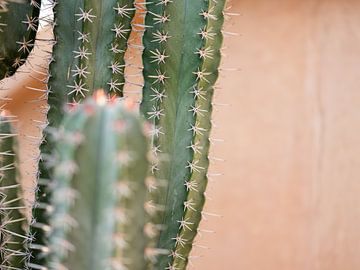 Cactussen in Marrakech van Raisa Zwart