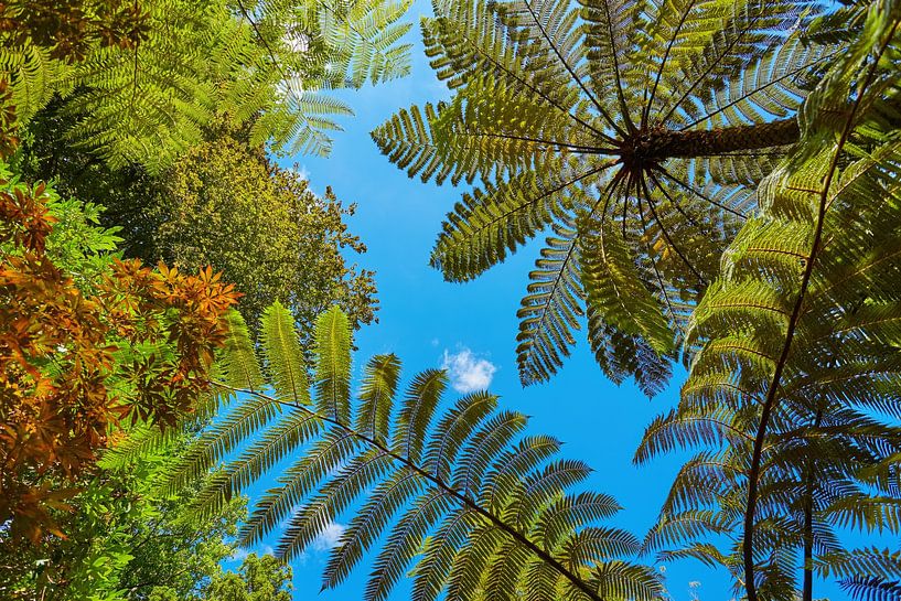 Les arbres de Nouvelle-Zélande par Silvio Schoisswohl