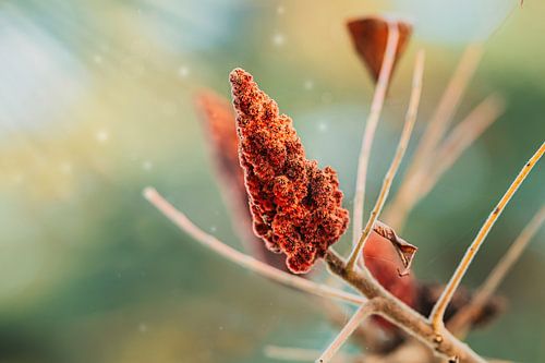 Rood bruine fluweel  boom  | fine art foto print