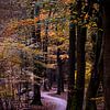 speulderbos van Carina Meijer ÇaVa Fotografie