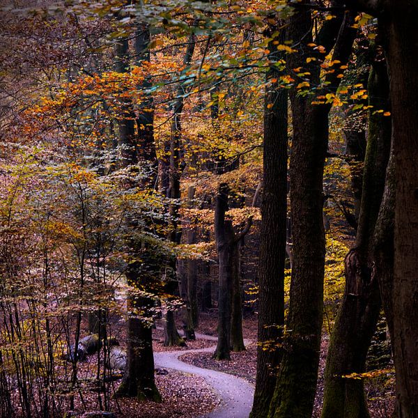 speulderbos par Carina Meijer ÇaVa Fotografie