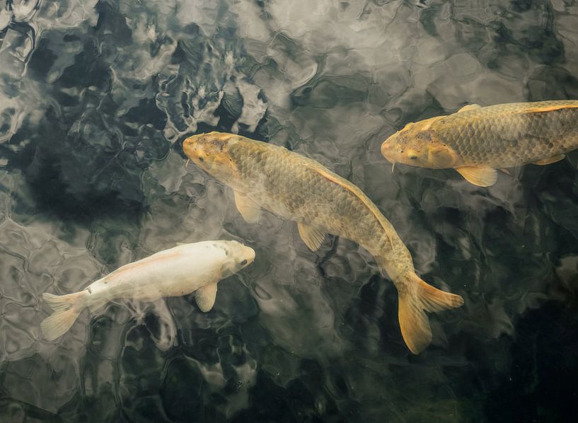 Angeln im Wasser von Mariska Vereijken