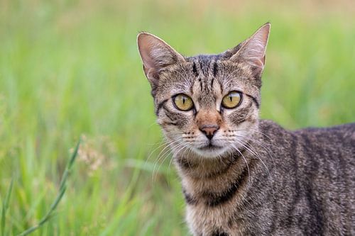 Tabby Cat in the Woods