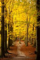 Herfstgoud