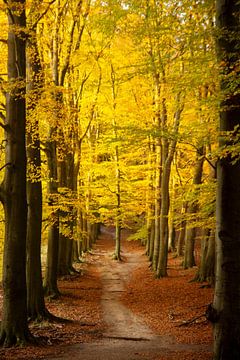 L'or de l'automne sur Sébastiaan Stevens