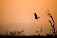 African sunset