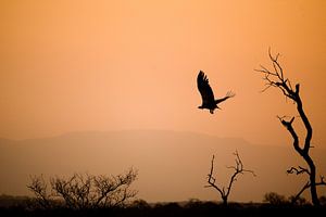 Coucher de soleil africain