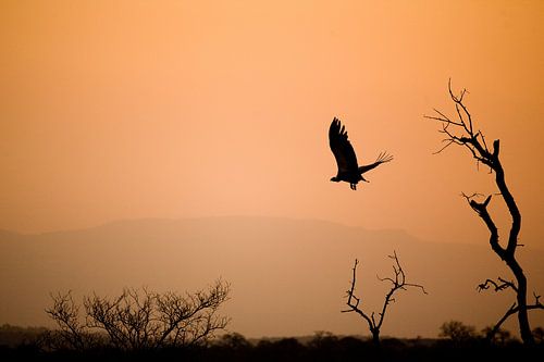 Coucher de soleil africain sur Jasper van der Meij