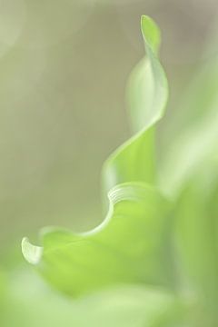 Feuille verte / botanique sur Photography art by Sacha