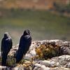 Krähen genießen die Aussicht vom Tafelberg von Frits Schulte