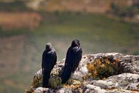 Crows enjoy the view from Table Mountain