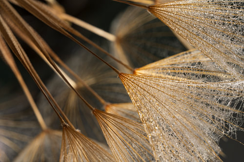 Warme Gouden gloed - Licht valt op de pluisjes van een Tragopogon van Marjolijn van den Berg
