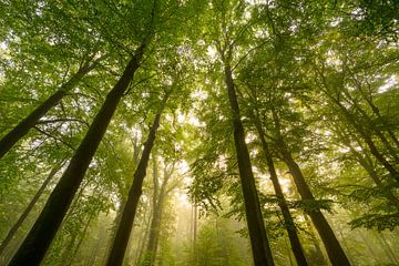 Sfeervol bos in de herfst met mist in de lucht