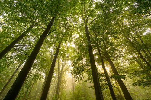 Forêt atmosphérique en automne avec une brume dans l'air
