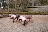 Trois jeunes cochons de campagne Souabe-Hallique dans une ferme