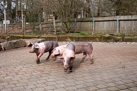 Three young Swabian-Hallic country pigs on a farm by creativcontent