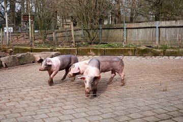 Drie jonge Zwabisch-Hallische landvarkens op een boerderij van creativcontent