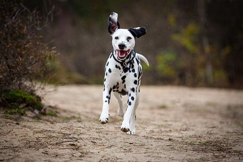 Vrolijke Dalmatier in Actie - Levendige Hondenfotografie in de Natuur
