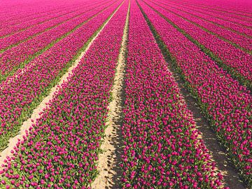 Tulips growing in agricutlural fields during springtime