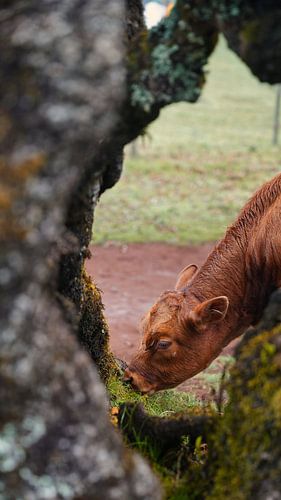 Mystérieuse forêt de Fanal avec brouillard et vaches