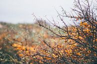 oranje natuur van Stephan de Haas thumbnail