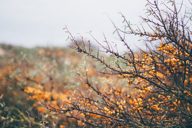 oranje natuur van Stephan de Haas