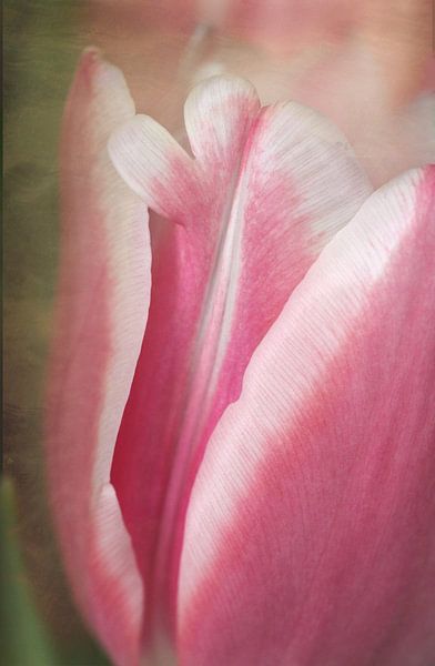 Tulpe von Roswitha Lorz