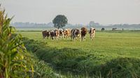 Enthusiastic cows