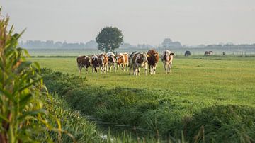 Enthusiastic cows by André Hamerpagt