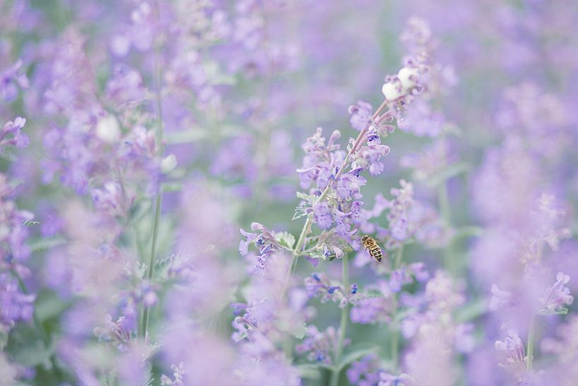 catmint by Vliner Flowers
