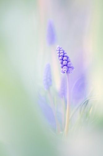 Grape Hyacinths