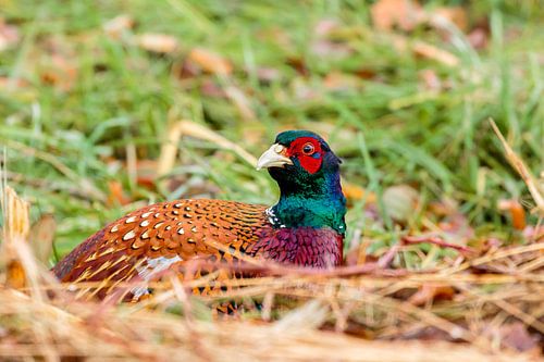 Fazanthaan in de begroeiing.