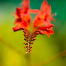 Leuchtend bunte Krokosmie Blume von Tot Kijk Fotografie: natuur aan de muur