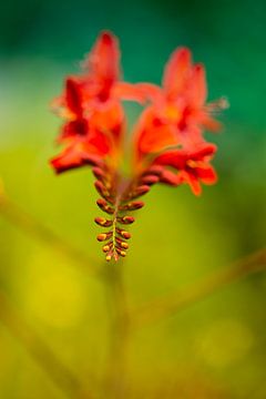 Fleur de crocosmia aux couleurs vives
