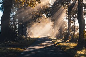 Eichenallee im Morgenlicht