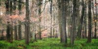 The Magical Forest ll van Rigo Meens thumbnail