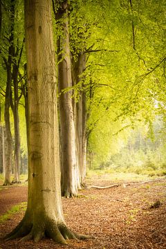 Arbre dans une avenue au printemps, avec des couleurs vertes fraîches sur KB Design & Photography (Karen Brouwer)