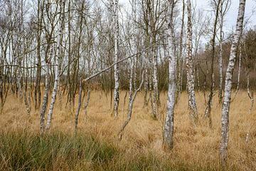 Berkenbomen