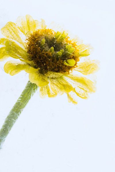 Asteraceae in Eis 1 von Marc Heiligenstein