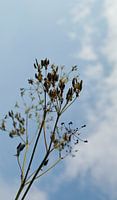 Blume im Himmel