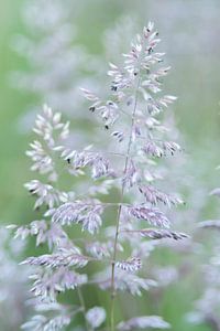 Makrofotografie von blühendem Gras