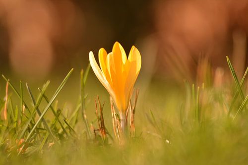 Krokus brengt de lente 