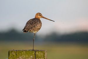 Grutto van Jan-Willem Mantel