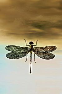 DRAGONFLY I Portrait van Pia Schneider