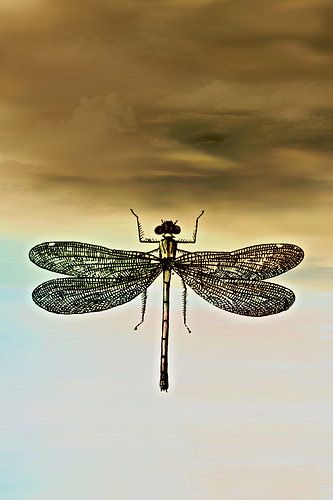 DRAGONFLY I Portrait