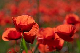 Roter Klatschmohn auf dem Feld von Ulrike Leone
