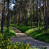 Ee forest path through a spring pine forest by Gerard de Zwaan