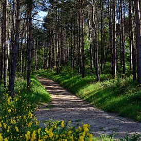 Ee forest path through a spring pine forest by Gerard de Zwaan