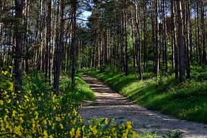 Ee Waldweg durch einen Frühlingskiefernwald