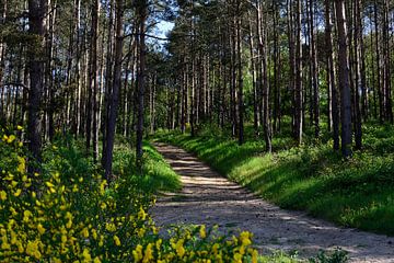 Ee forest path through a spring pine forest